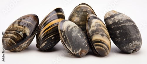 Zebra mussel - non-native mussel species photo