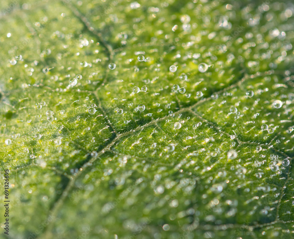 dew drops on a leaf. dew drops on a leaf.