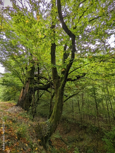 Fototapeta Naklejka Na Ścianę i Meble -  Big old tree covered in moss