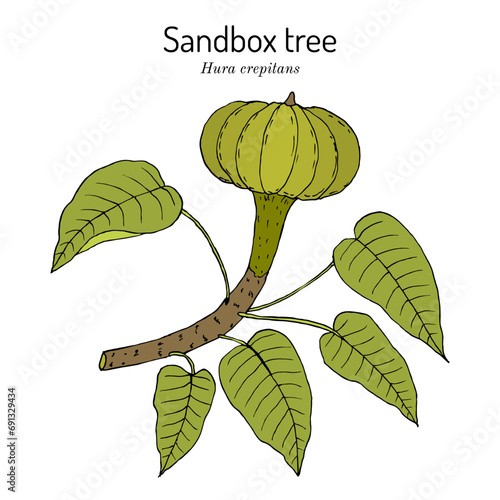 Dynamite tree or possumwood (Hura crepitans), medicinal plant