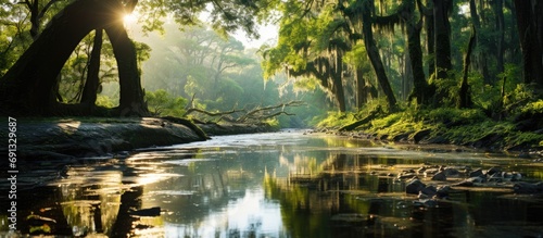Afternoon sunlight filtering through mossy trees in Myakka River State Park, Florida.