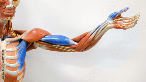 Deep Front Arm Lines - Human arm anatomy 