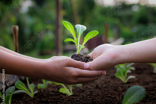 Adult give seedling salad vegetables to child and holding together in hands to planting in soil in the organic farm. Home gardening. Sustainable development, Agriculture and Ecology concept. photo