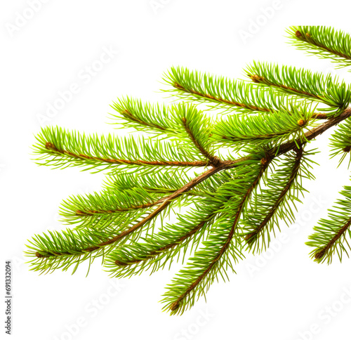 Fir tree twigs and leaves  transparent christmas tree on white background PNG.