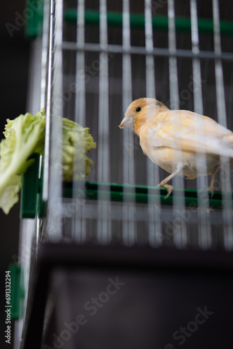 bird in cage © Stanislav