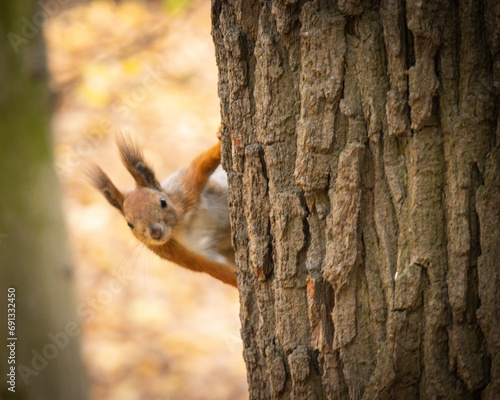 squirrel on a tree © Stanislav
