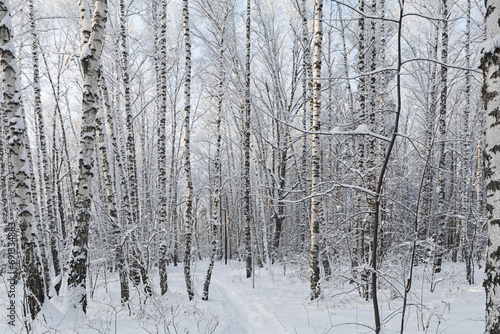 Snow-covered birch trees after heavy snowfall in a winter forest. The trees in the park are covered with snow. Snow-covered pine trees in the forest. Beautiful winter landscape. © Svetlana Khor