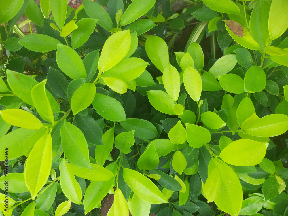 Obraz premium Beautiful Green Leaves Plant Photography