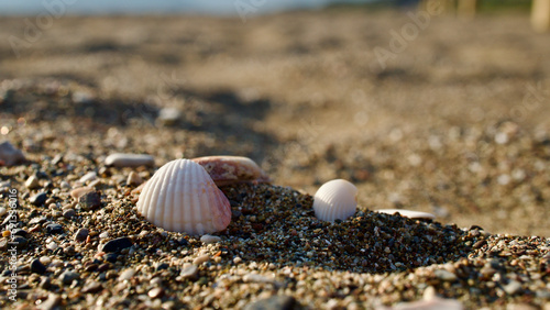 Fototapeta Naklejka Na Ścianę i Meble -  Seashells on golden sand. Seashells on the beach with the sun reflecting in the sea. The focus is on the seashells in the front. Seashells of various colors.