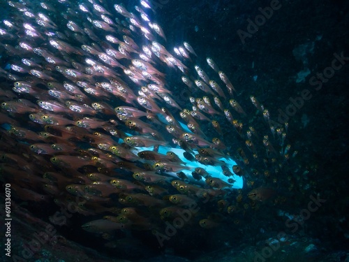 School of Parapriacanthus at a cave in Izu