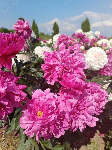 pink terry peonies on a flower bed on a sunny summer day. Floral wallpaper