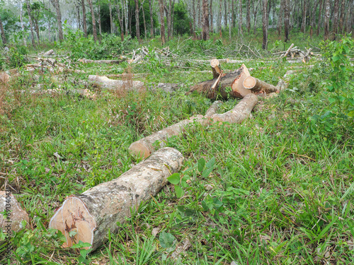 Cutting down old rubber trees to plant new ones