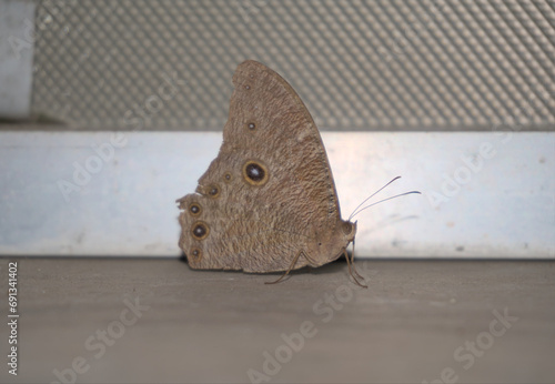 Pale Forester or Squinting Bush Brown a pale brown butterfly resting indoor at night