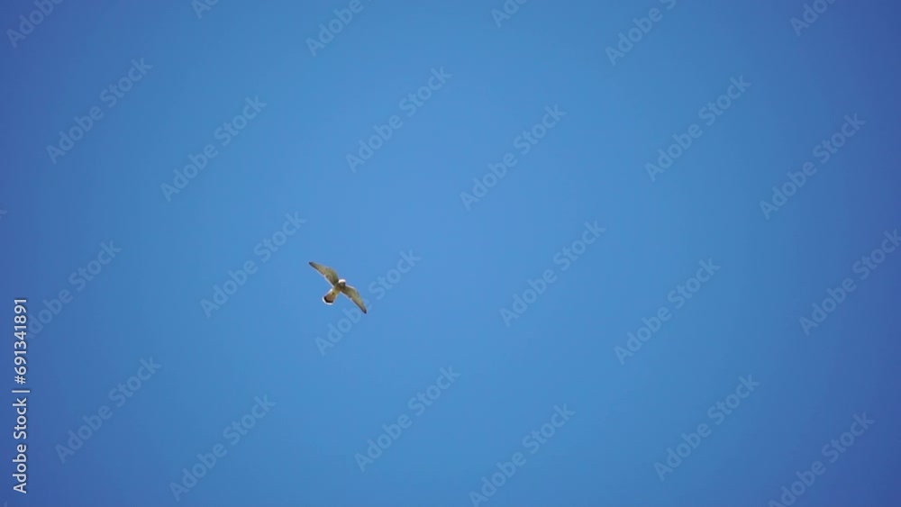 Predator falcon bird hovering in air, hunting for food on ground. Soaring falcon or hawk froze in the air above the ground, ready to rush down for prey. Slow motion Predator falcon bird hovering in air, hunting for food on ground. Soaring falcon or hawk froze in the air above the ground, ready to rush down for prey. Slow motion