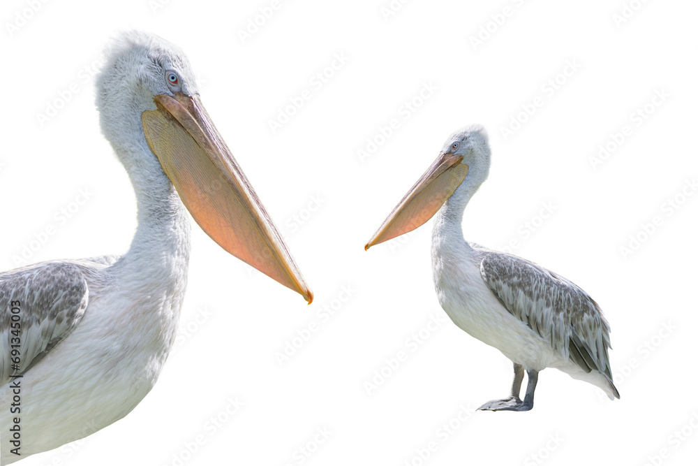 pink backed pelican isolated on a white background