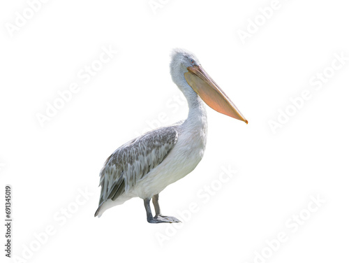 pink backed pelican isolated on a white background