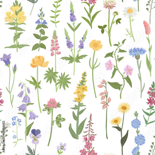 seamless pattern with field flowers, vector drawing wild flowering plants at white background, floral border, hand drawn botanical illustration