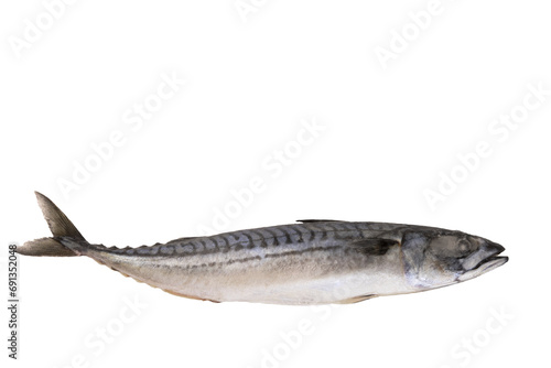 Mackerel fish fresh frozen, blue mackerel on a transparent isolated background. PNG.