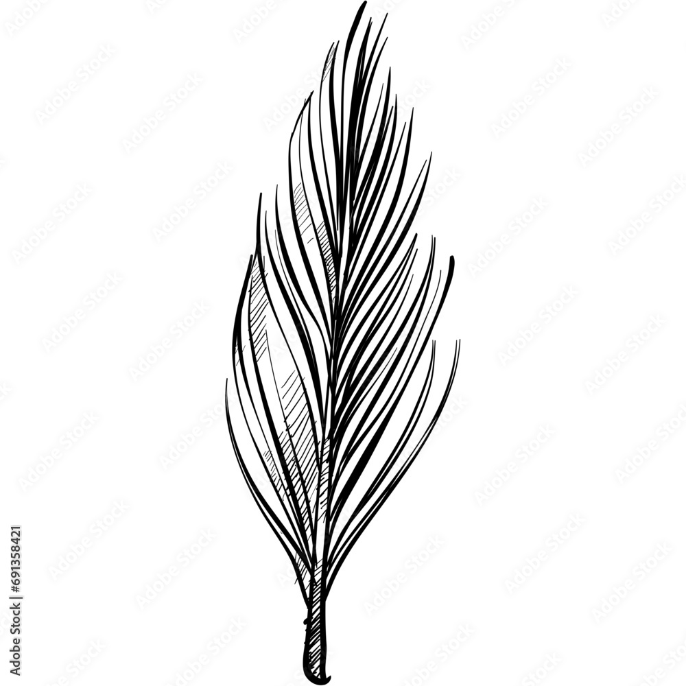 feathers handdrawn illustration feathers handdrawn illustration