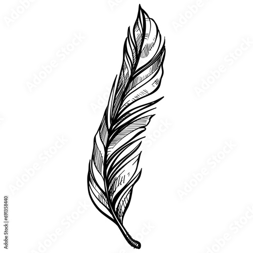 feathers handdrawn illustration