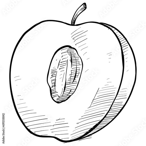 sapodilla fruit handdrawn illustration
