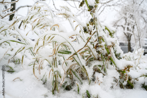 Branches covered with a crust of ice after icy rain. Natural disaster.