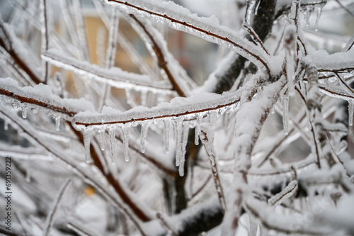 Branches covered with a crust of ice after icy rain. Natural disaster.