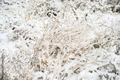 Branches covered with a crust of ice after icy rain. Natural disaster.