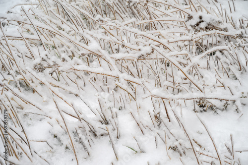 Branches covered with a crust of ice after icy rain. Natural disaster.