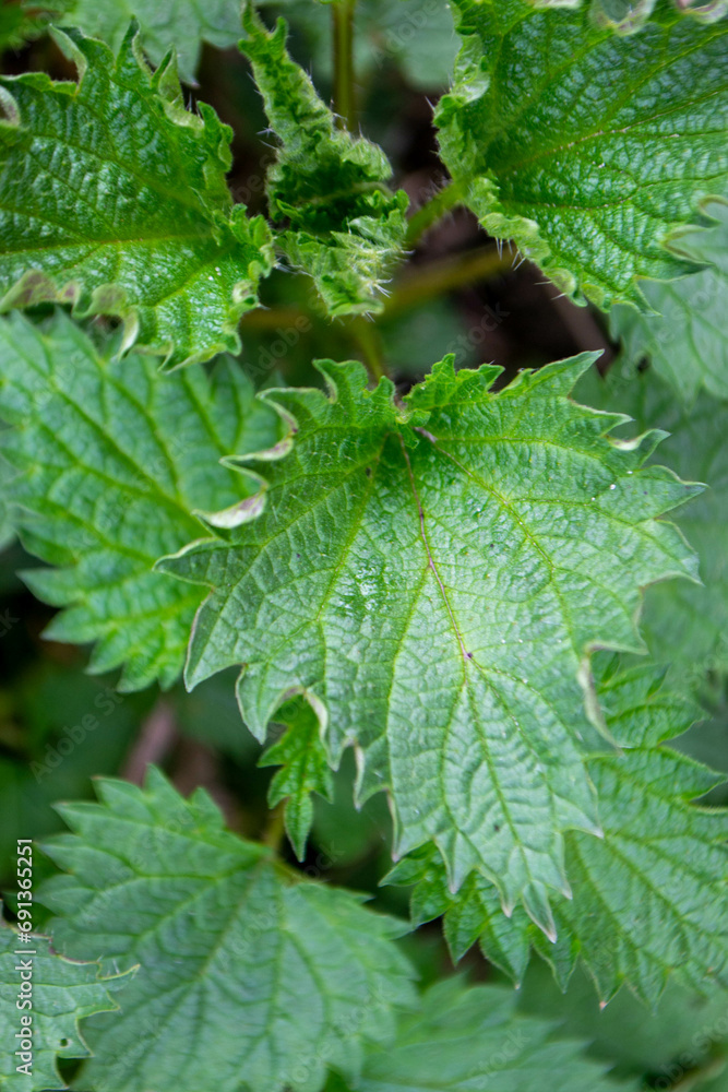 Wild nature. Deep forest. Closeup of fresh mint leaves displayed on herbs market High quality photo Wild nature. Deep forest. Closeup of fresh mint leaves displayed on herbs market High quality photo