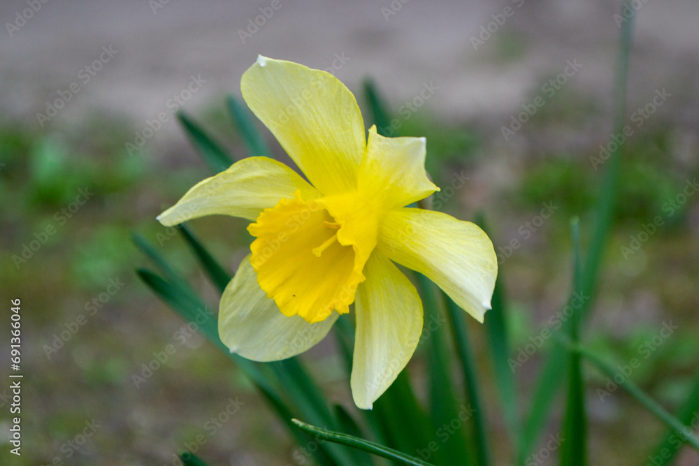 Fototapeta premium Beautiful colorful narcissus or Daffodil close up evening light. Narcissus is a genus of predominantly spring perennial plants of the amaryllis family, Amaryllidaceae. High quality photo. 