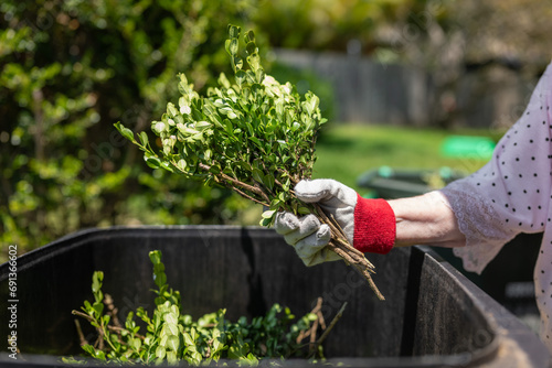 Elderly lady throwing green garden waste in bin. Spring garden cleaning. photo