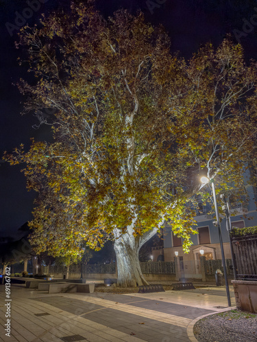 Quercus tree (oak) night
