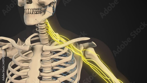 Brachial plexus network of nerves in the shoulder structure photo