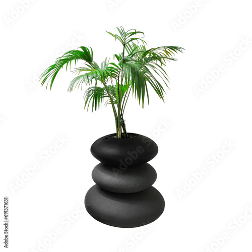 palm tree in a stone vase for interior design isolated png 