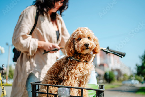 Woman with poodle dog sitting in bicycle basket photo
