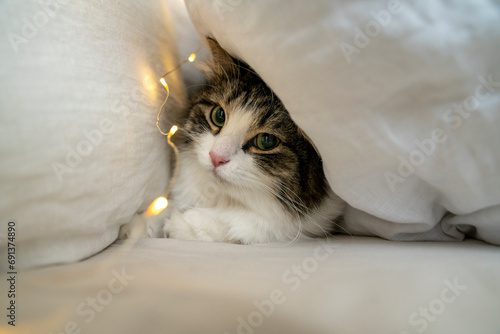 Cat sitting under pillows with string light photo