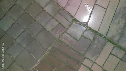 Rice Field at Mae Ai District, Chiang Mai, Thailand 