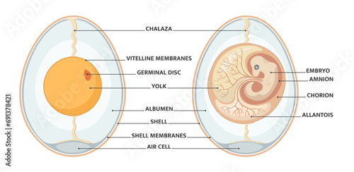 Embryo development in the egg.