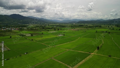 Rice Field at Mae Ai District, Chiang Mai, Thailand 