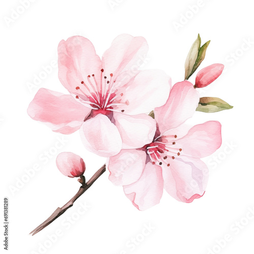Fototapeta Naklejka Na Ścianę i Meble -  Pink sakura blossom watercolor isolated, generative ai