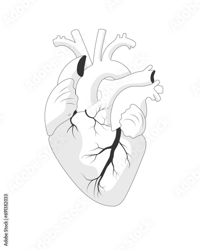 Anatomical heart isolated illustration, black and white sketch. Human realistic internal organ on white background.