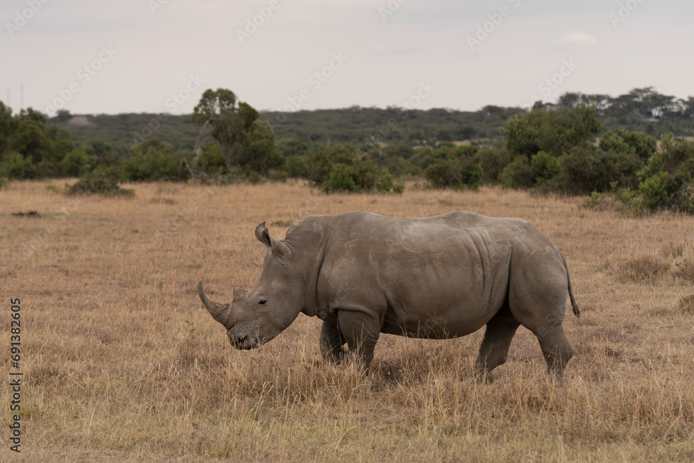 White Rhinoceros Ceratotherium simum Square-lipped Rhinoceros at Khama Rhino Sanctuary Kenya Africa. White Rhinoceros Ceratotherium simum Square-lipped Rhinoceros at Khama Rhino Sanctuary Kenya Africa.