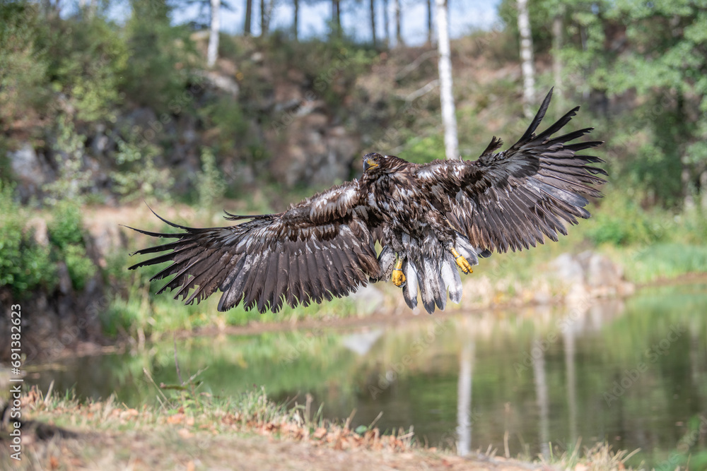 Fototapeta premium Golden Eagle, Aquila chrysaetos, big bird of prey lands on autumn meadow with outstretched wings against colorful evening sky in background. Close up eagle in autumn landscape, Europe.