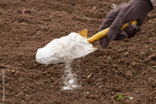 the gardener strews dolomite flour on the plowed land