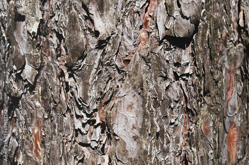 Pine tree bark closeup. Texture.