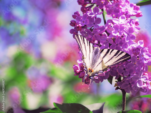 Obraz na płótnie Butterfly machaon at the purple lilac w salonie