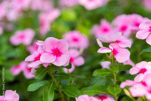 Flower pink in garden 