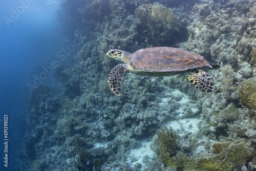 turtle in the red sea