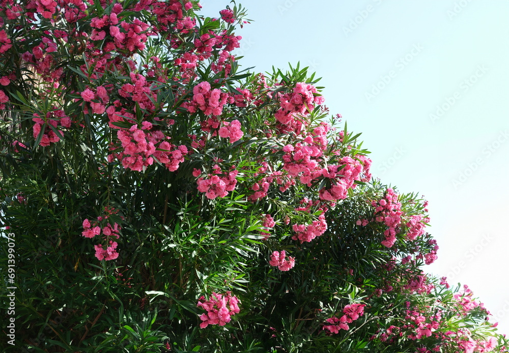 Bush with bright pink flowers rhododendron growing in yard background. Gardening plant care concept